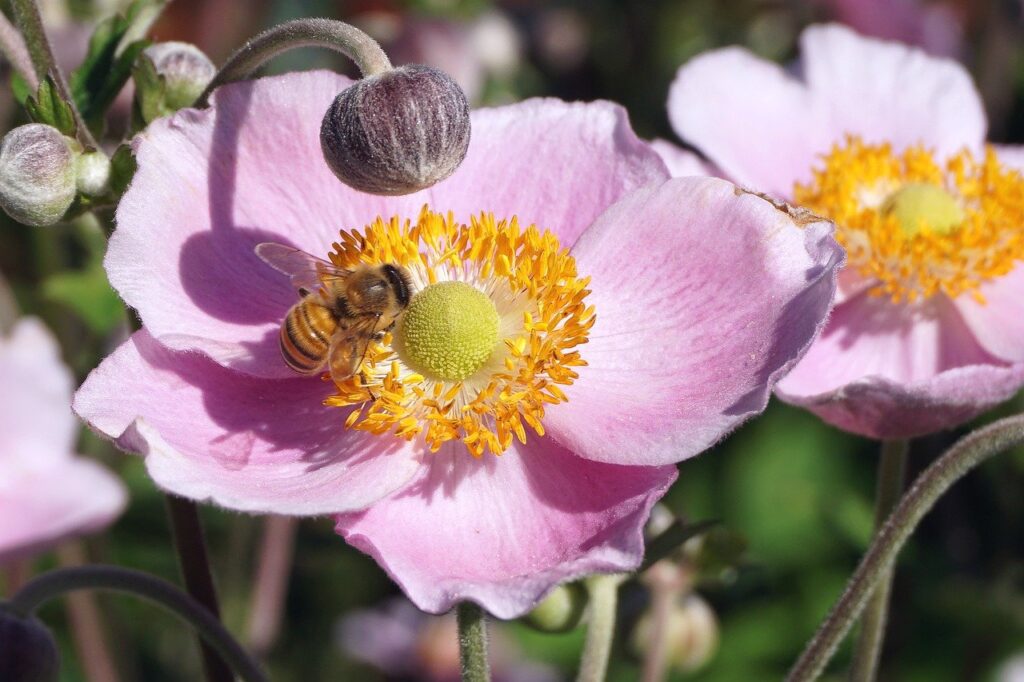 bee, anemone, pollination-7746691.jpg