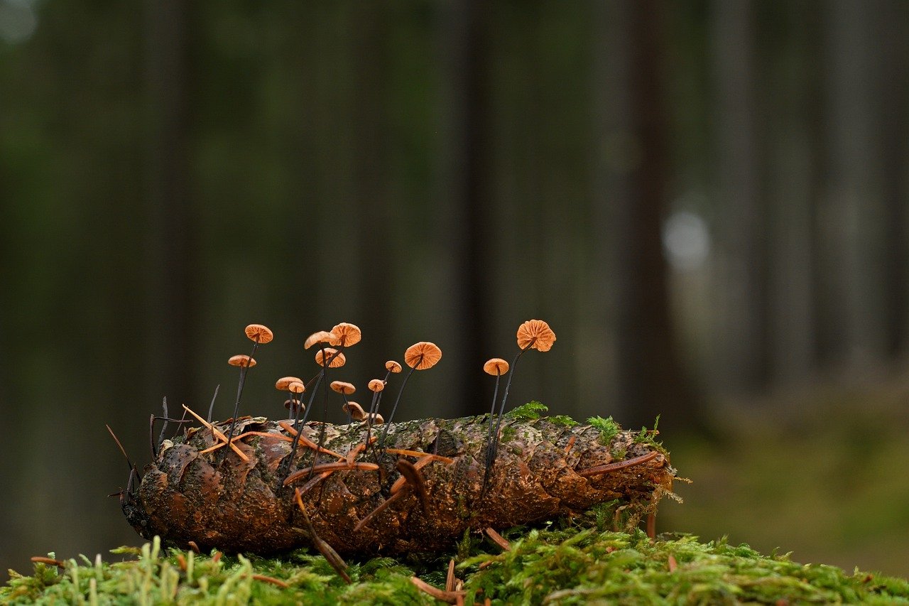 mushrooms, horsehair dizzy, pinecone-7765210.jpg