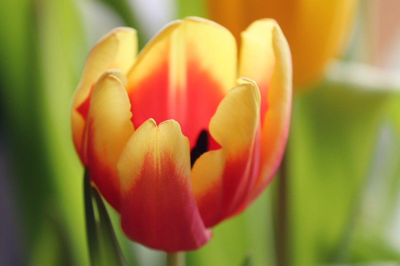 tulip, flower, blossom-7765708.jpg