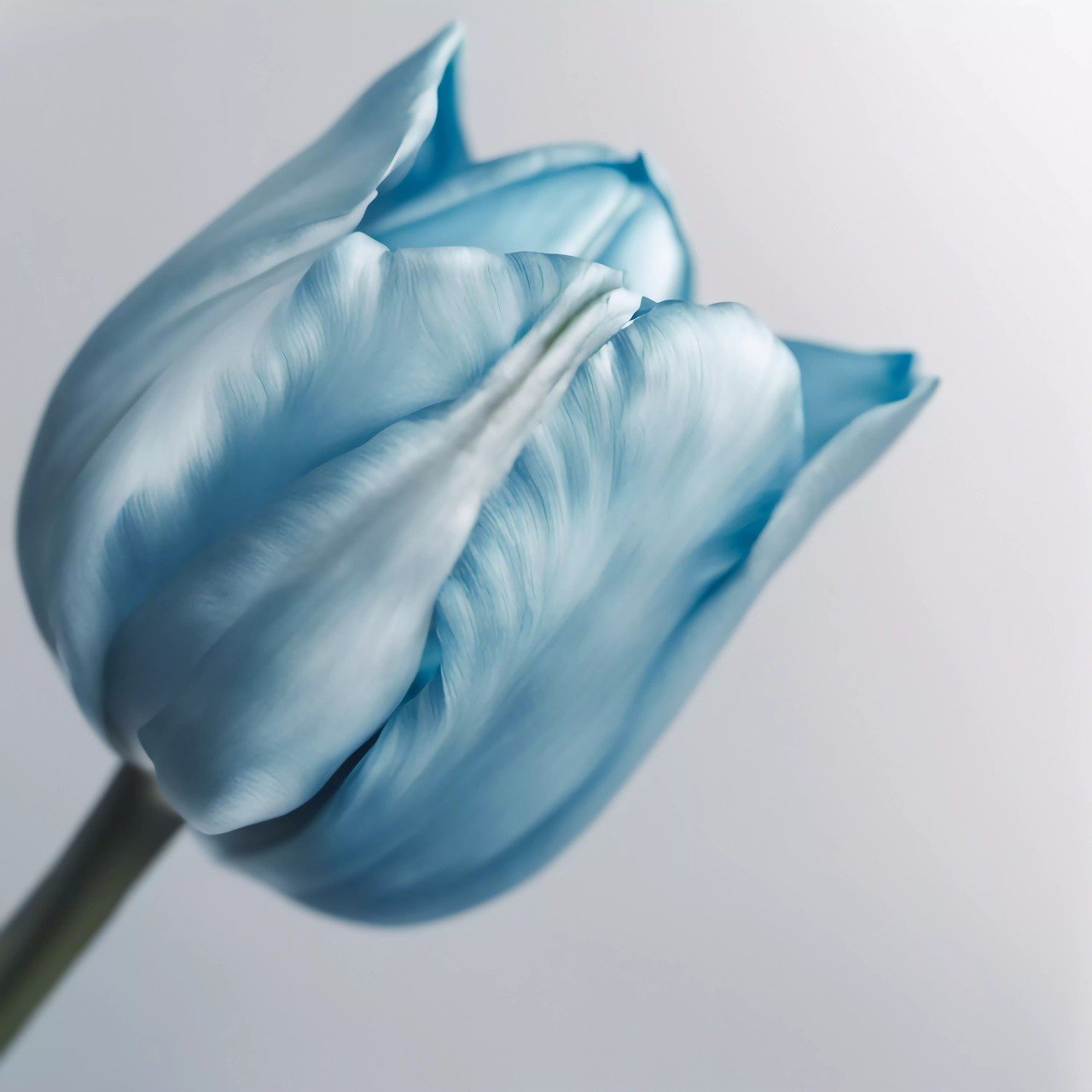 tulip, flower, plant-8198889.jpg